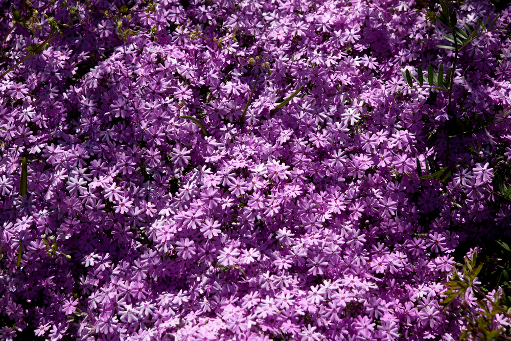 Purple-Flowers
